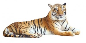 Tiger looking camera with clipping path on white background